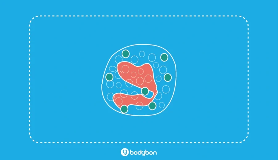 آزمایش ائوزینوفیل چیست؟ Eosinophils در آزمایش خون